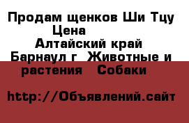 Продам щенков Ши-Тцу › Цена ­ 10 000 - Алтайский край, Барнаул г. Животные и растения » Собаки   